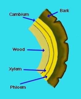 Unifacial cambium, which produces cells to the interior of its cylinder.