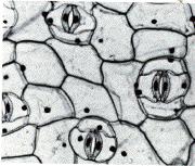 Tissues of the Leaf (Epidermis) Stomata Openings in the