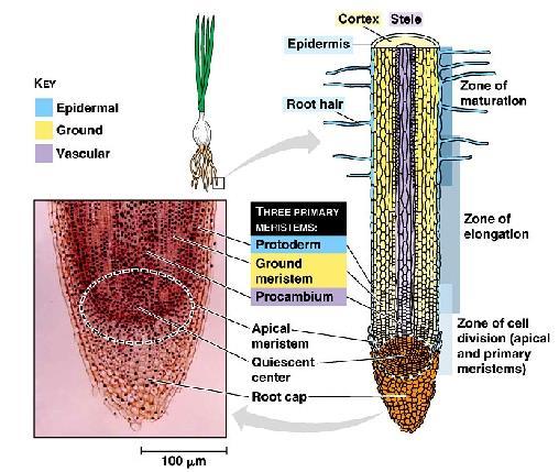 External Parts of Roots Root