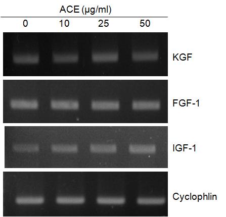 한국산학기술학회논문지제 14 권제 4 호, 2013 COL1A1와 TGF-β1의유전자의발현을증진시켜 (Fig. 2E), ACE는 RNA와단백질수준모두에서제1형교원질과 TGF-β1의생합성을촉진시키는효능을보였다. 제1 형교원질과 fibronectin은피부결체조직을구성하는주요요소이다.