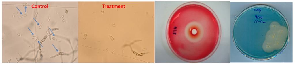 206 Kwon et al. (A) (B) (C) Fig. 4. Bacillus sp. CS-52 culture broth of fungal spore germination inhibition activity, and production of siderophore and cellulase [Arrows: C.