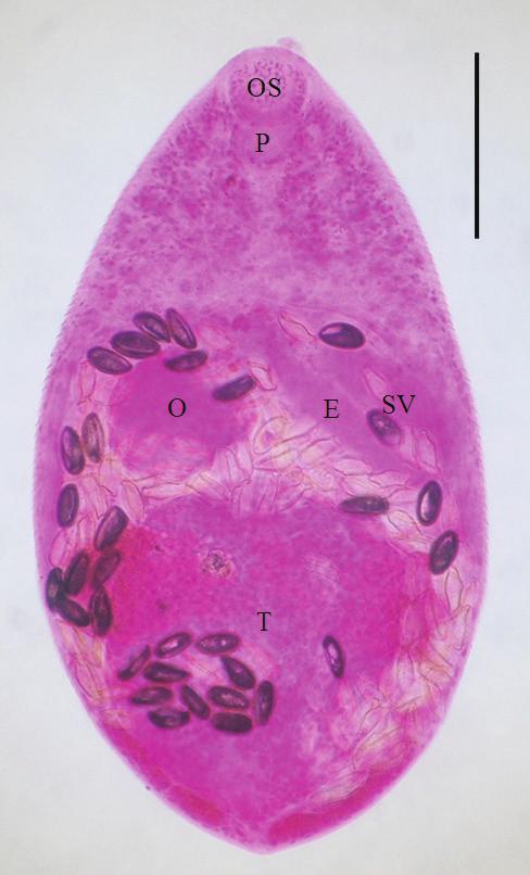 taichui: body small, 591 298 in average size, with a muscular oral sucker (OS) and pharynx (P), a ventrogenital sac (VGS) with 11-18 rodlets, a saccular