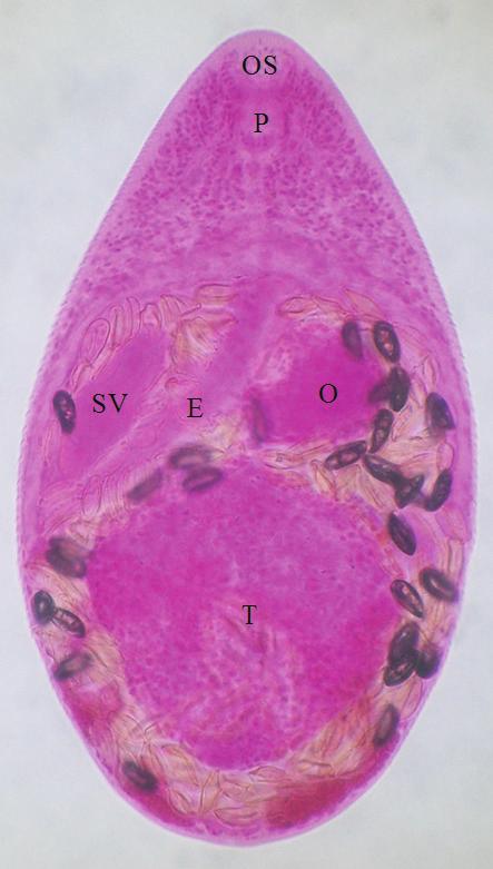 (ventral view): body small, 435 238 in average size, with an oral sucker (OS), pharynx (P), a small ventral sucker, a long and thin-walled expulsor (E) and