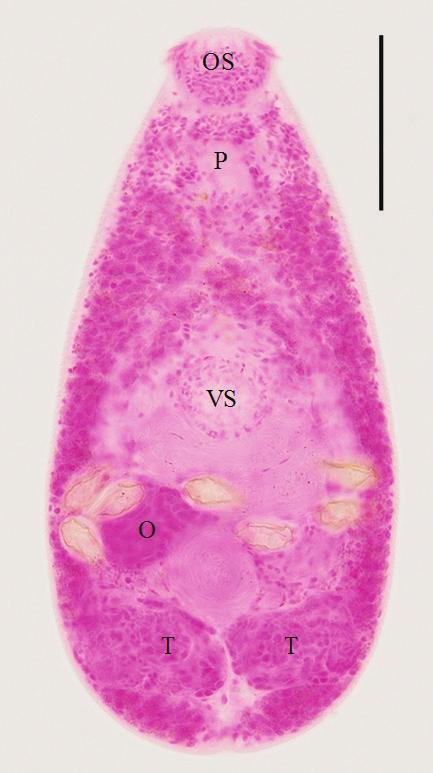 formosanus (normal type): body very small, 389 196 in average size, with an oral sucker (OS) armed with about 32 circumoral spines, a muscular pharynx (P),