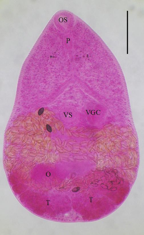 ventrogenital complex (VGC) with a large genital sac and 2 gonotyls, a spherical ovary (O), 2 globular testes (T), and follicular vitellaria.