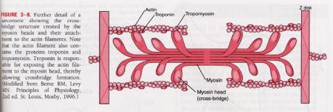 myosine 으로분해