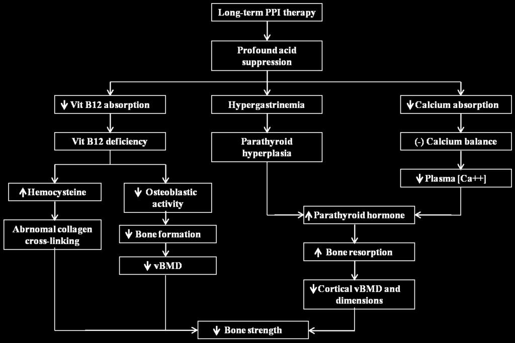 - Jie-Hyun Kim. PPI on nutrition and infection - Figure 1. Pathways through which proton pump inhibitor therapy can decrease bone strength.