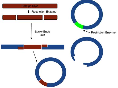 DNA 가위와 biotechnology 1970 년대 restriction enzyme ( 제한효소 ) 의발견