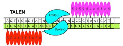 nuclease (ZFN): 8-10 nt, 2861 hit Transcription