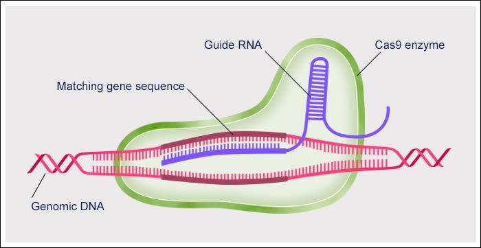CRISPR A novel and specific scissors for genome CRISPR (clustered