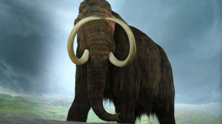 42000 year-old frozen woolly mammoth