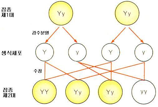 Principle of Segregation 잡종제 1 대에서자가수정할떄, Y 와 y