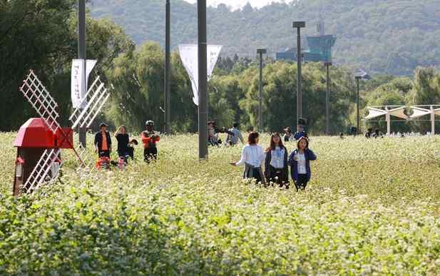 10월 : 메밀꽃 축제 반포한강공원 서래섬 일대 포 <유채꽃 축제> 밭 한강 청보리