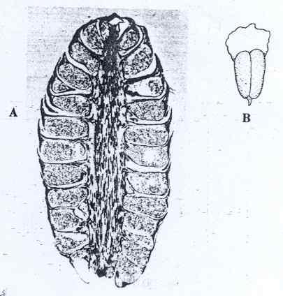소나무의 microstrobili 의발달단계. 왼쪽 ; 1 월 15 일, 오른 쪽 ; 3 월 1 일. 감수분열이진행중 > < 그림 13-2-2.