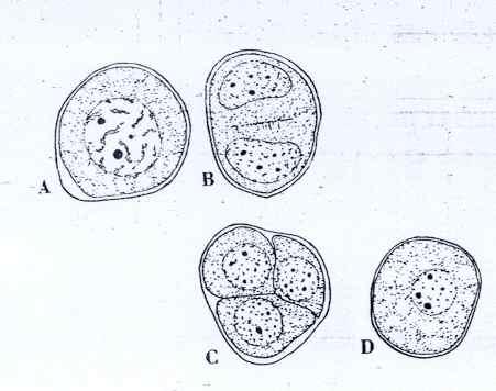 < 그림 13-2-3. 소나무의포자형성과정. A; Microsporocyte, B; 감수분열 완료, C; 4 분소포자, D; 소포자 > 소포자 (microspore=pollen) 는소포자낭 (microsporangium) 으로부터발산되기전에수배우자체 (male gametophyte) 로발달한다.