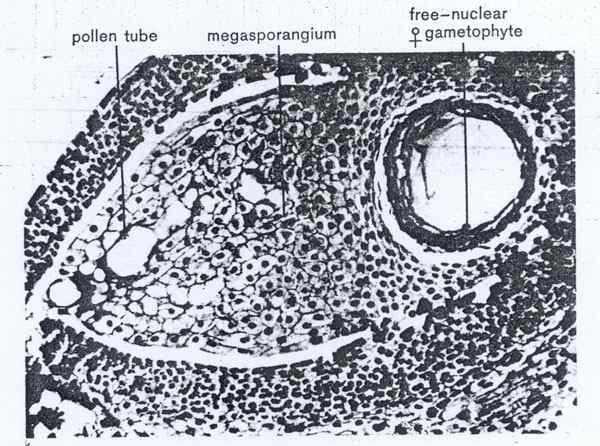 < 그림 13-2-6. 수분직후의배주 (ovule) 절단면확대 > 수분과화분의발아가일어나는시기에대포자낭은 magasporocyte stage에도달한다. 대포자형성과정은수분한달후일어나지만실질적대포자는몇달동안암배우자체로발달하지않는다.