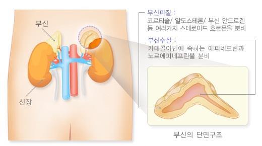 Steroid 부신 (adrenal gland, suprarenal gland): -