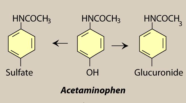세포내 GSH 고갈에의한타이레놀독성 1 타이레놀 Acetaminophen, (N-acetyl p-amino