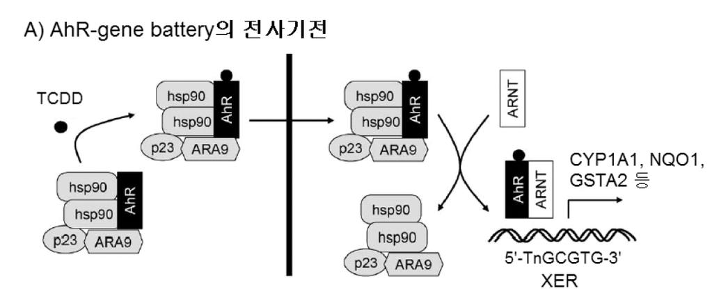 AhR-gene battery CYP1A1 CYP1A2 CYP1B1 NQO1 GSTA2 ALDH3A1 UGT1A1 UGT1A6 Nrf2 AhR is a cytosolic transcription factor that is normally inactive, bound to several co-chaperones.