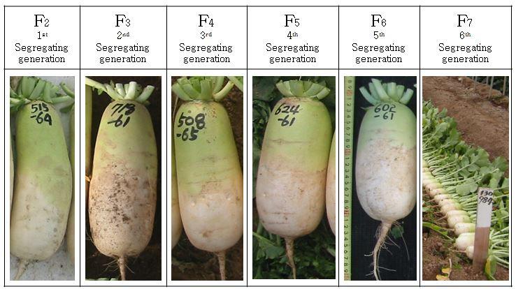 60 J Plant Biotechnol (2014) 41:56 63 Table 2 The seed numbers of MS-line pollinated by hand using flower-selfing (A-line B-line) method Pollen Seeding parent parent -1-2 3-4 -5-6 -7 MSKD-A-1 0.10 0.