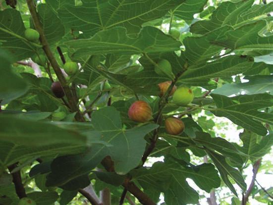 fig Ficus