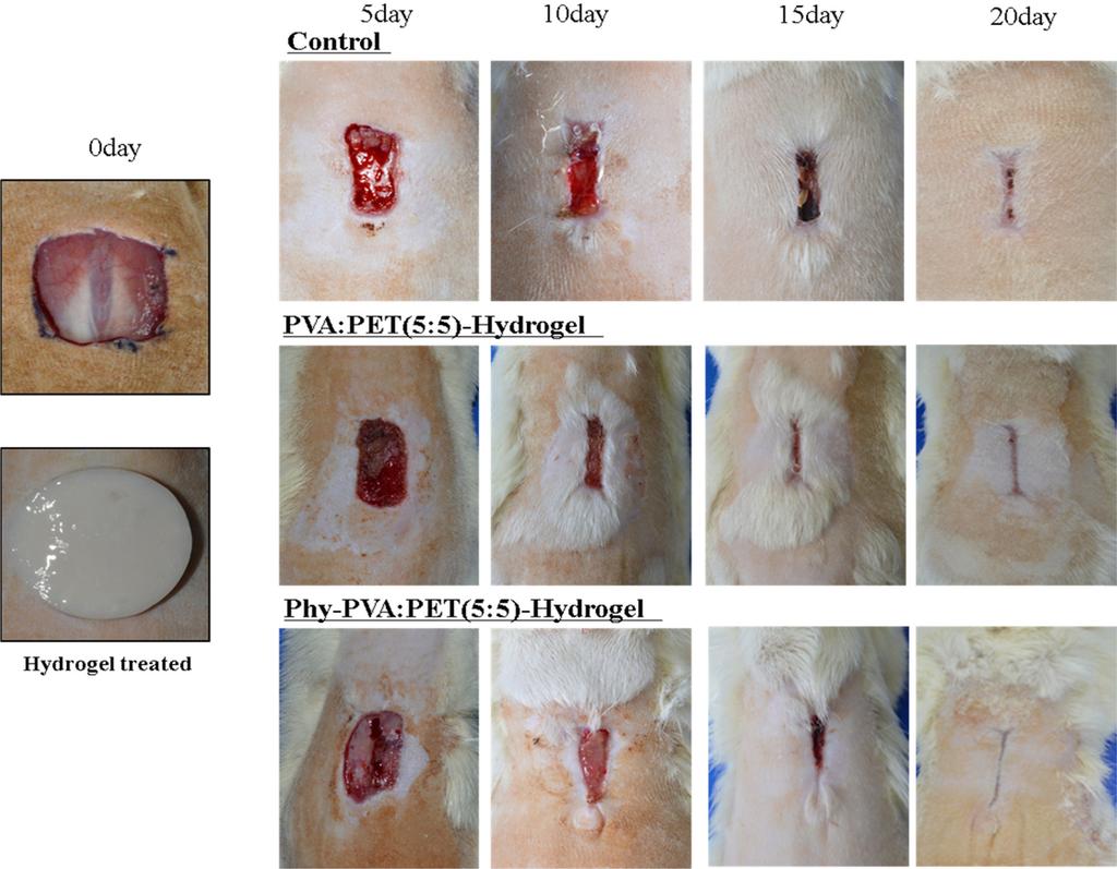 548 김진 이기영 Figure 5. Photographs of the wounds at 0th, 5th, 10th, 15th and 20th day are representative of four rats in each group.