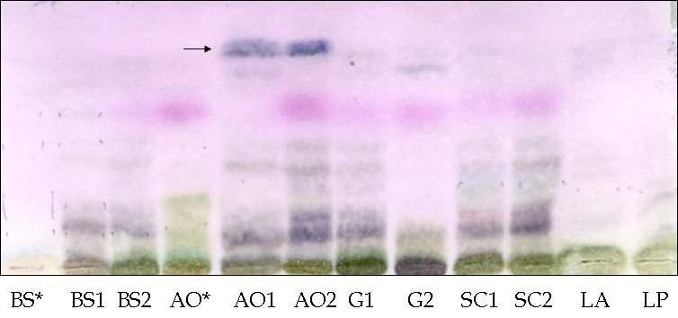 것이아니라 A. oryzae KCTC6292에의해전환된수삼에서유래된것으로추정되었다. Table 1. Fermentation condition of Undried Ginseng by Probiotics.