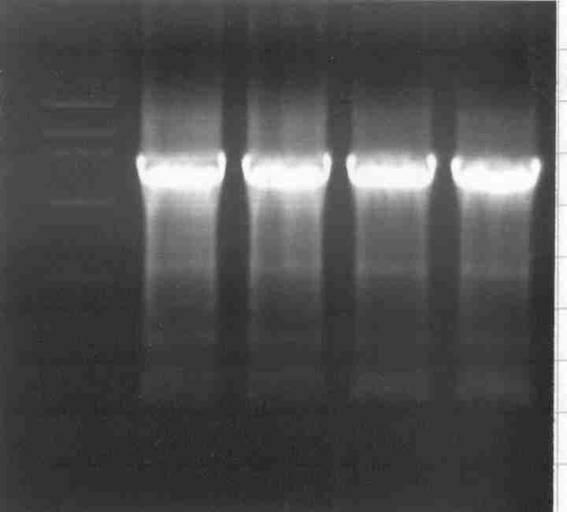 위 primer를이용하여아래와같은조건으로 PCR 을수행하였다. 이때 template는 Thermus brockianus의 genomic DNA 를사용하였다(PCR 조건 : 94 1min, 55 1min, 72 2min 35 cycles). PCR 결과, Fig.