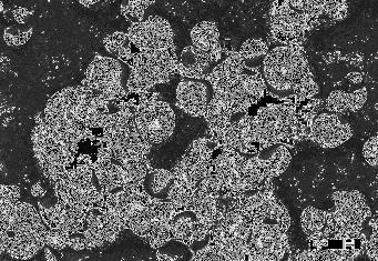 Scanning electron micrographs of ginseng starches. (a : 1 st, b : 2 nd, c : 3 rd grade) 2) 인삼전분의팽윤력및용해도 인삼전분의팽윤력과용해도는 Fig.