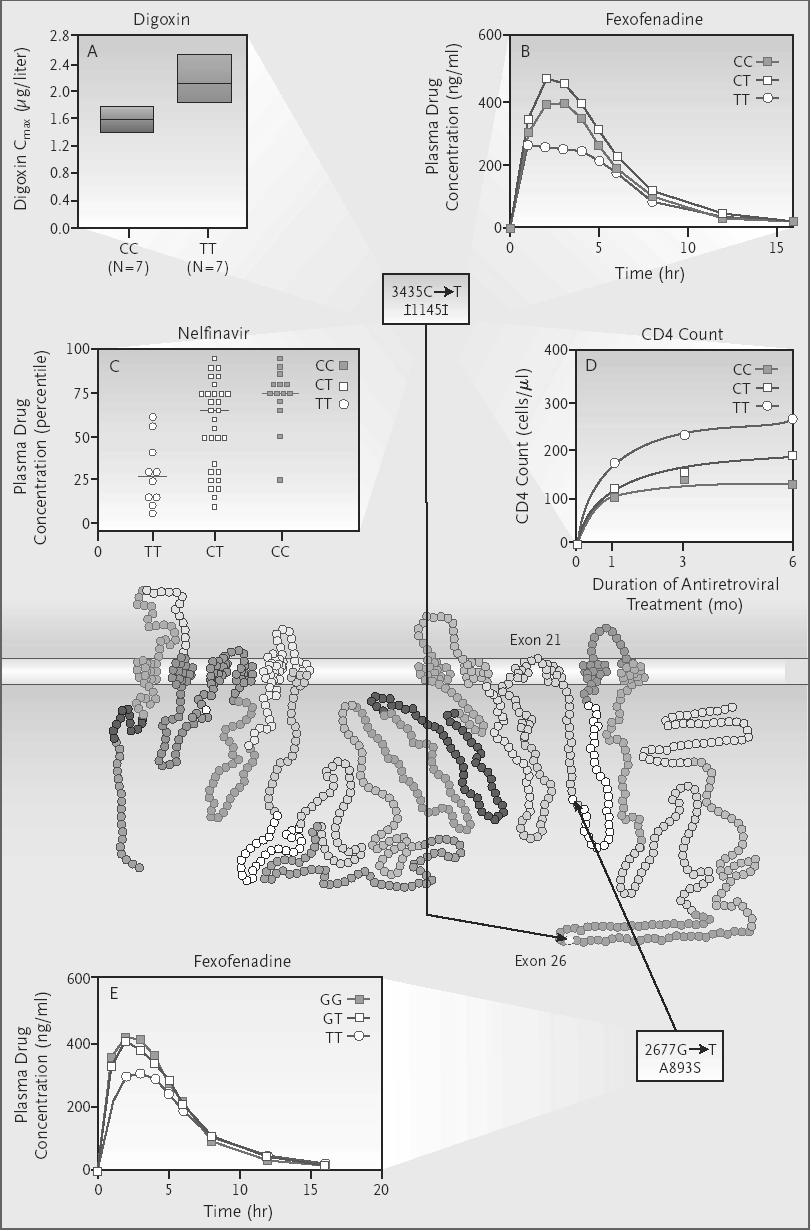 장인진 : 약물유전학소개 Figure 7. MDR1 의유전형에따른 P-glycoprotein 활성의개인차로인해기질인 digoxin, fexofenadine 과같은약물의장관을통한흡수, 담즙을통한배설등의과정에서개인차를보이게된다.