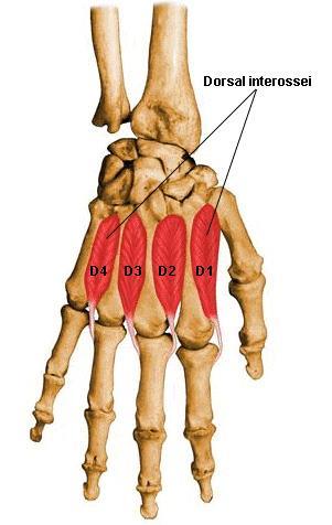 33. Dorsal interossei 등쪽뼈사이근 (dorsal interossei) O. 손허리뼈가이웃하는부분에서 2 개의갈래로일어남 I.