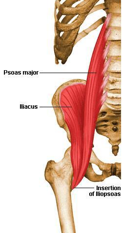 41. Iliosoas ( 엉덩허리근. 장요근 ) 큰허리근 (psoas major)( 큰허리근 ) O. 허리뼈가로돌기앞면허리뼈몸통과이웃하는척추사이원반 I. 넙다리뼈작은돌기 A.