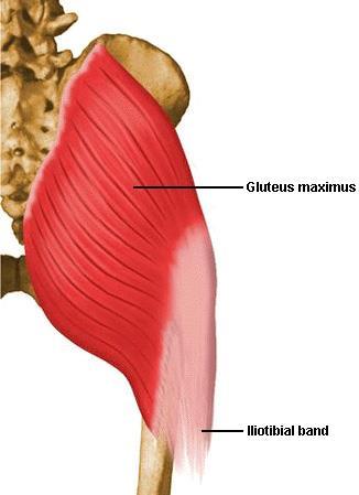 엉덩뼈능선의바깥능선의앞부분 I. 엉덩정강근막띠의중간 1/3 A. 넙다리근막을긴장시킴넓적다리를굽히고벌리고안쪽으로돌리는데도움을줌 N. 위볼기신경 44.