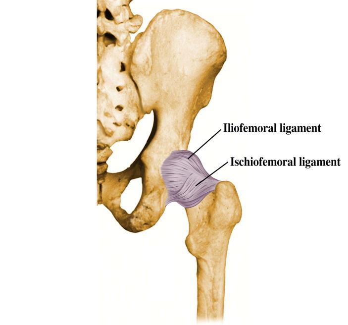 51. Ligaments : posterior 52. Quadriceps superficial 가쪽넓은근 (vastus lateralis)( 외측광근 ) O.