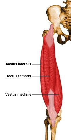 넙다리신경의근육가지 넙다리곧은근 (rectus femoris) ( 대퇴직근 ) - 곧은갈래 (straight head) : O 아래앞엉덩뼈가시 - 접힌갈래 (reflected head) : O 볼기뼈절구윗부분 I.