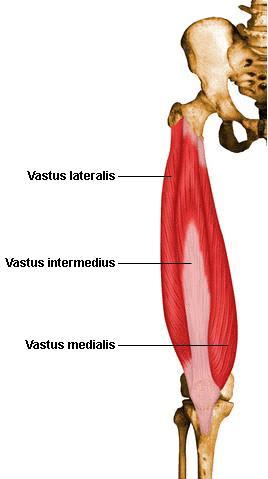 53. Quadriceps deep 중간넓은근 (vastus intermedius)( 중간광근 ) O. 넙다리뼈앞쪽과가쪽면의위쪽 2/3 거친선의아래쪽반, 가쪽관절융기위선의윗부분가쪽근육사이막 I. 넙다리곧은근과넓은근의힘줄깊은면에닿아무릎인대를통해정강뼈거친면, A. 종아리를폄 N. 넙다리신경의근육가지 54.