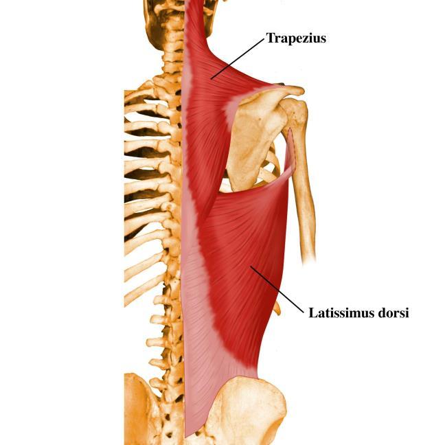 4. Trapezius & latissimus dorsi 등세모근 O. 바깥뒤통수뼈융기, 위목덜미선안쪽 1/3, 목덜미인대, 일곱째목뼈가시돌기, 모든등뼈가시돌기 I. 빗장뼈의가쪽 1/3, 어깨뼈가시봉우리 A. 어깨뼈를모음, 턱을기울임, 봉우리를뒤로젖힘, 어깨를돌림 N.