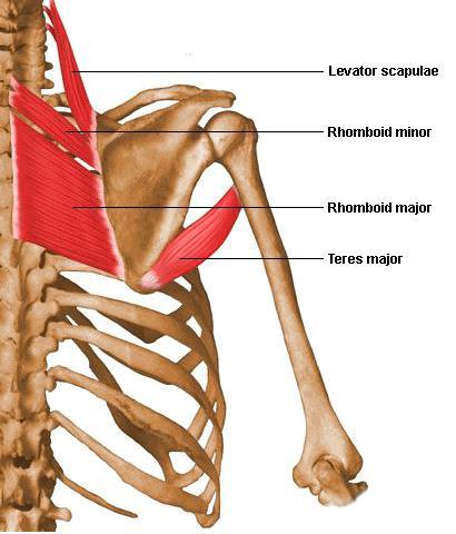 고리뼈가로돌기, 중쇠뼈가로돌기, 3-4 목뼈가로돌기 I. 어깨뼈의안쪽모서리윗부분, A. 어깨뼈를올림, N. 등쪽어깨신경, 3-4 목신경 작은마름근 (rhomboideus minor) O. 목덜미인대, 일곱째목뼈가시돌기, 첫째등뼈가시돌기 A. 어깨뼈안쪽모서리. A. 어깨뼈를모음, 어깨뼈를돌림, N.