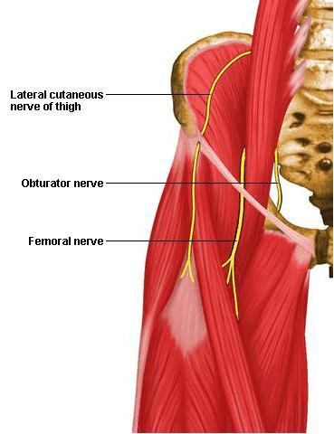 57. Nerves of anterior thigh 58. Femoral triangle 넙다리빗근 (sartorius) ( 봉공근 ) O. 위앞엉덩뼈가시, 엉덩뼈패임의위쪽반 I. 정강뼈안쪽면의윗부분 A.