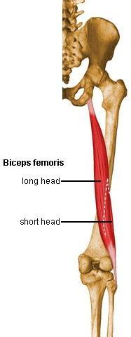 61. Biceps femoris 넙다리두갈래근 (biceps femoris)( 대퇴이두근 ) - 긴갈래 (long head) : O. 궁둥뼈결절, 엉치결절인대 - 짧은갈래 (short head) : O. 거친선가쪽선, 넙다리뼈가쪽위관절융기, 가쪽근육사이막 I. 종아리뼈머리, 정강뼈의가쪽관절융기종아리가쪽면의깊은근막 A.