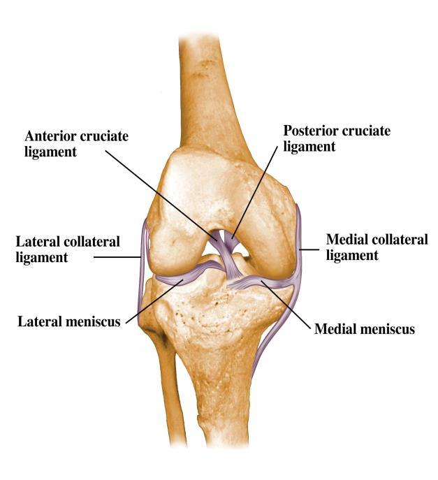 64. Ligaments
