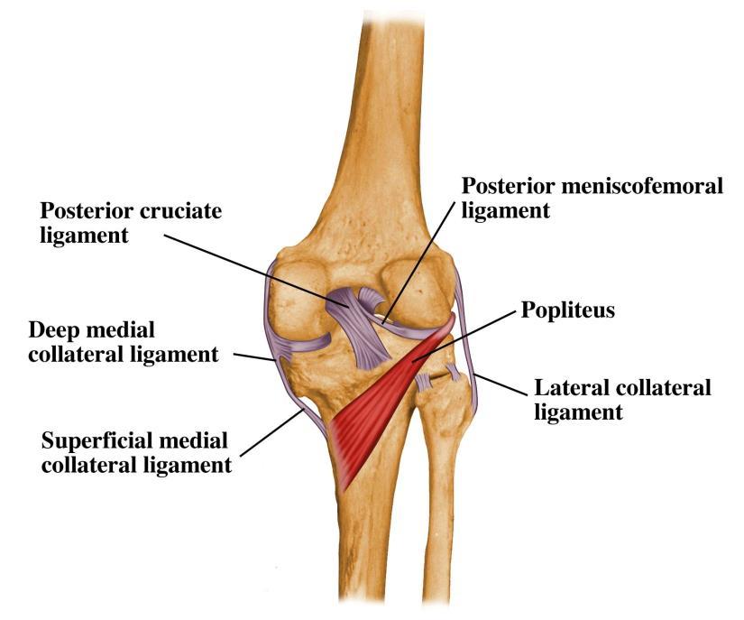 Ligaments :