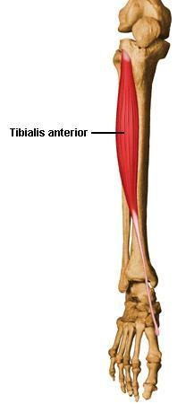 68. Tibialis anterior 앞정강근 (tibialis anterior)( 전경골근 ) O. 정강뼈가쪽관절융기, 정강뼈가쪽면의위쪽 2/3 뼈사이막, 깊은근막, 가쪽근육사이막 I.
