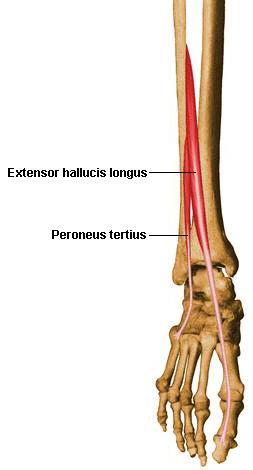 Anterior compartment 긴엄지폄근 (extensor hallucis longus)( 장무지신근 ) O. 종아리뼈앞면의중간반과이곳에이웃하는뼈사이막 I. 엄지발가락끝마디뼈의바닥 A.