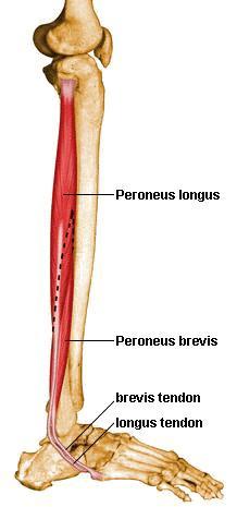 70. Anterior compartment 긴발가락폄근 (extensor digitorum longus)( 장지신근 ) O. 정강뼈의가쪽관절융기종아리뼈앞면의위쪽 3/4 뼈사이막, 깊은근막, 근육사이막 I. 가쪽 4 개발가락의중간마디뼈와끝마디뼈의등쪽면 A. 발가락을폄, 발의등쪽굽힘 N. 깊은종아리 ( 앞정강 ) 신경 71.