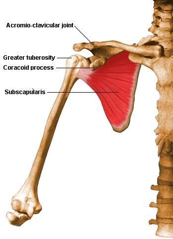 6. Rotator cuff(anterior) 어깨밑근 (subscapularis) O. 어깨뼈밑오목 I. 위팔뼈작은결절, 어깨관절의관절주머니 A. 위팔뼈의안쪽돌림위팔뼈를앞으로당김위팔뼈를올렸을때아래로당김 N.