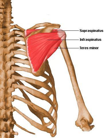 팔을벌릴때어깨세모근을도움, 관절오목에위팔뼈머리를고정시킴, 위팔뼈머리를가쪽으로돌림 N. 어깨위신경 가시아래근 (infraspinatus) O. 어깨뼈가시아래오목 I. 위팔뼈큰결절의중간관절면, 어깨관절의관절주머니 A.