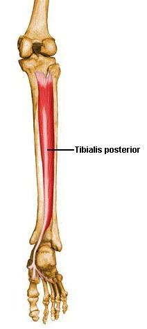 76. Posterior compartment(deep-tibialis and posterior 뒤정강근 (tibialis posterior)( 후경골근 ) O.