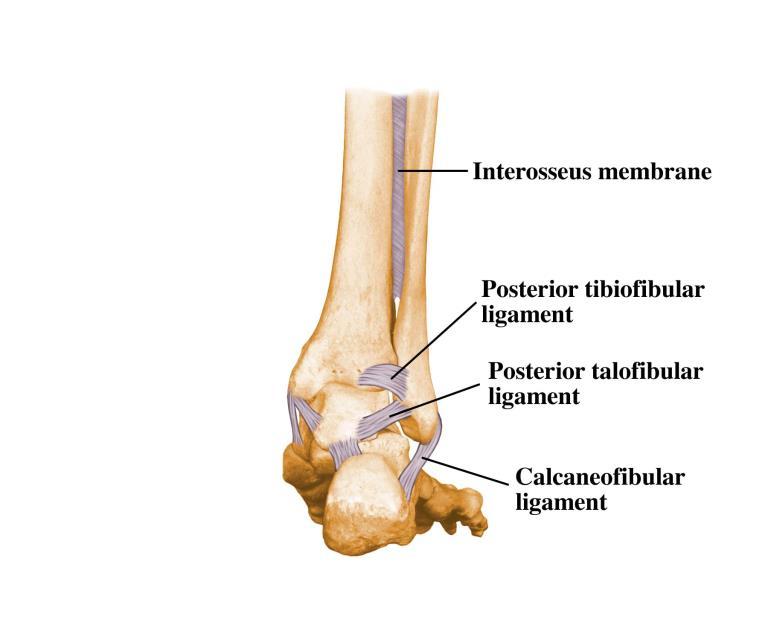 82. Ligaments 83.