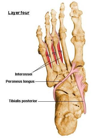87. Plantar foot-layer 4 등쪽뼈사이근 (interossei dorsalis)( 배측골간근 ) O. 발허리뼈의이웃하는면에서두갈래로일어나는 4 개의근육 I.